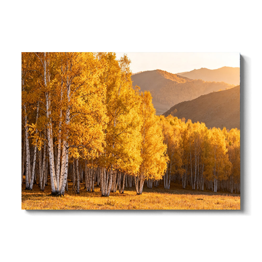 Golden Birch Grove canvas wall art, front view on a white background.