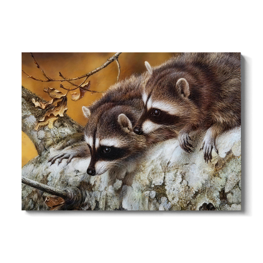 Raccoons on a Fallen Log canvas wall art, front product mockup on a light background.