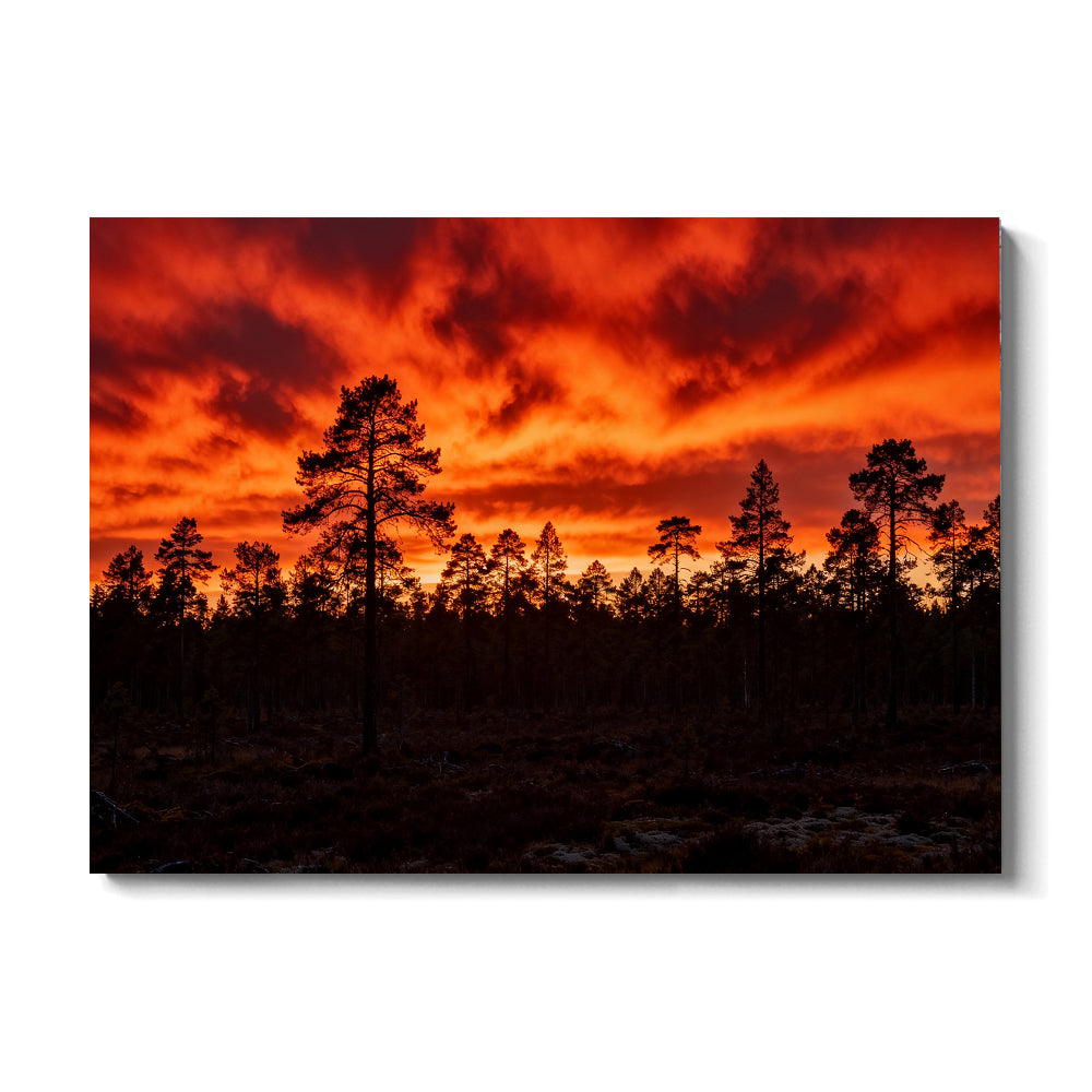 Fiery Pine Horizon canvas wall art, front view on a white background.
